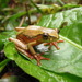 Brown Reed Frog - Photo (c) Robert Sekisambu, all rights reserved, uploaded by Robert Sekisambu