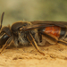 Andrena labiata - Photo (c) Henk Wallays, todos los derechos reservados