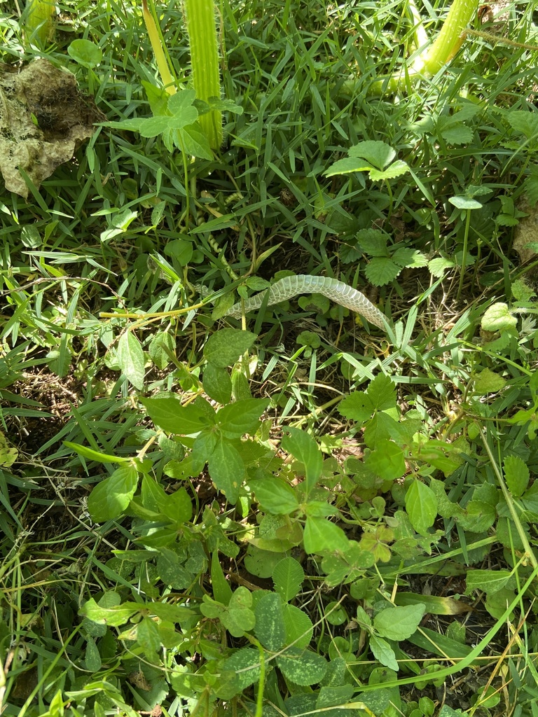 Colubrine Snakes from Miller Ave SW, Concord, NC, US on August 8, 2021 ...