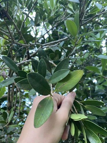 Eugenia padronii