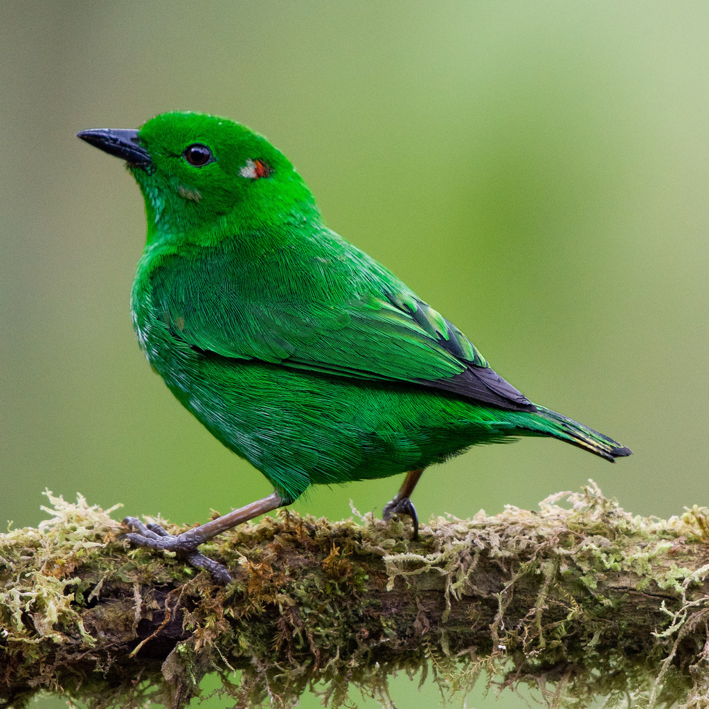 Glistening-green Tanager (Chlorochrysa phoenicotis) photo