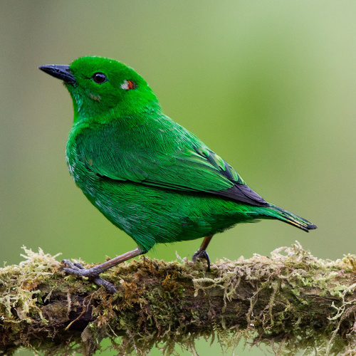 Glistening-green Tanager (Chlorochrysa phoenicotis) · iNaturalist