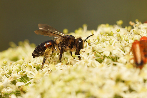 Rose Mining Bee