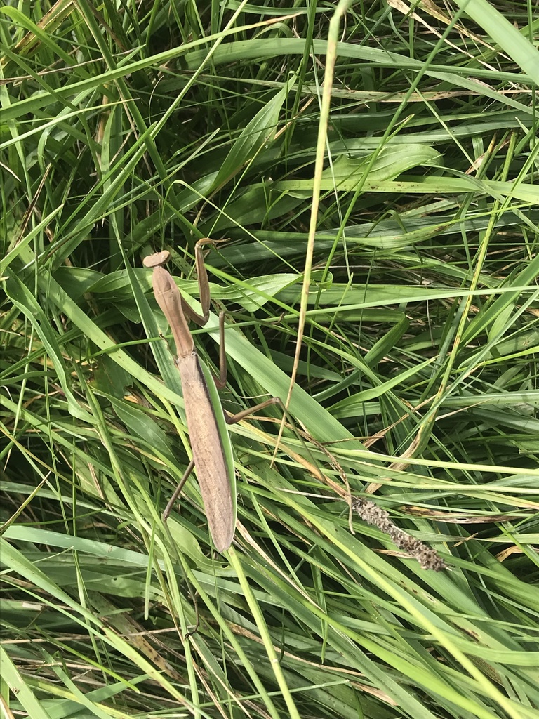 Chinese Mantis from Caldwell County, NC, USA on August 04, 2021 at 03: ...