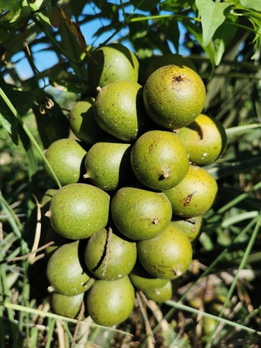 Bactris setosa