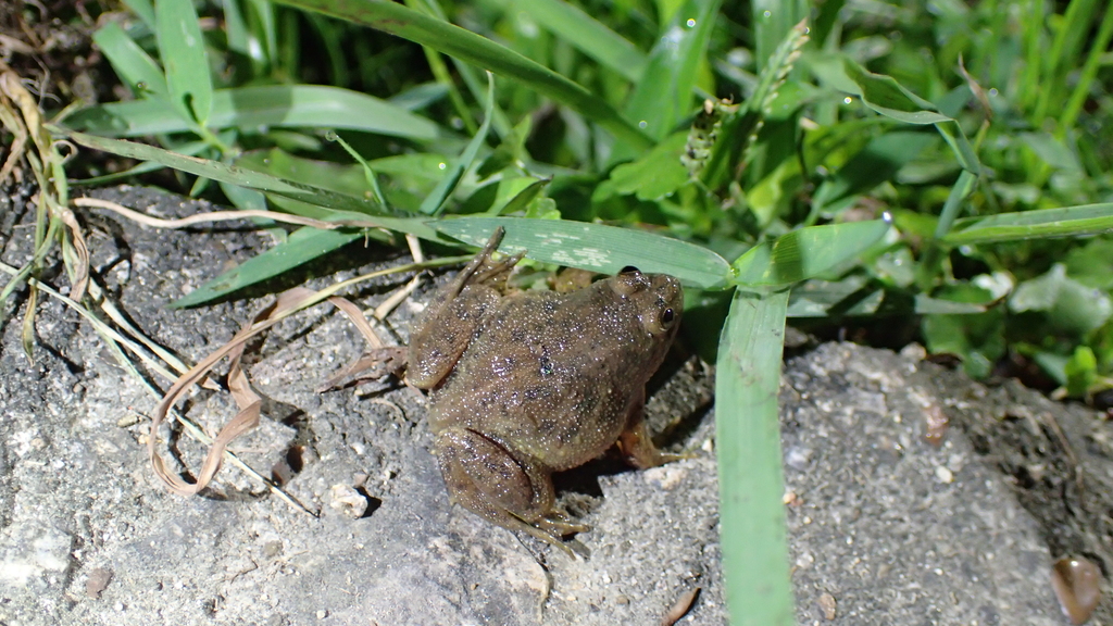 Green Puddle Frog from Lantau Island, Hong Kong on August 08, 2021 at ...