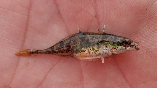 Fourspine Stickleback