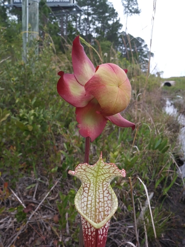 white pitcher plant