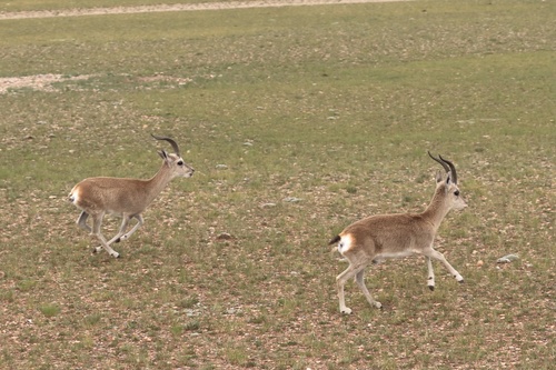 Tibetan Gazelle