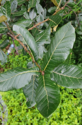 Quercus semecarpifolia