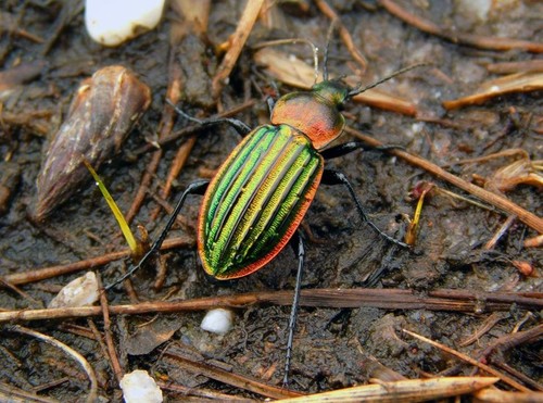 Carabus nitens Linnaeus, 1758