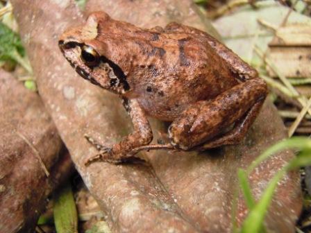Rugegewald Screeching Frog