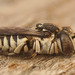 Coelioxys afra - Photo (c) Henk Wallays, all rights reserved