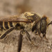 Megachile argentata - Photo (c) Henk Wallays, todos los derechos reservados