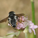 Megachile octosignata - Photo (c) Henk Wallays, todos los derechos reservados