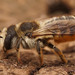 Megachile albisecta - Photo (c) Henk Wallays, todos los derechos reservados