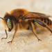 Woodborer Bees - Photo (c) Henk Wallays, all rights reserved