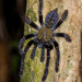 Southeast Asian Tarantulas - Photo (c) Ben, all rights reserved, uploaded by Ben