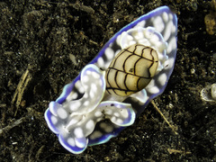 Micromelo guamensis image