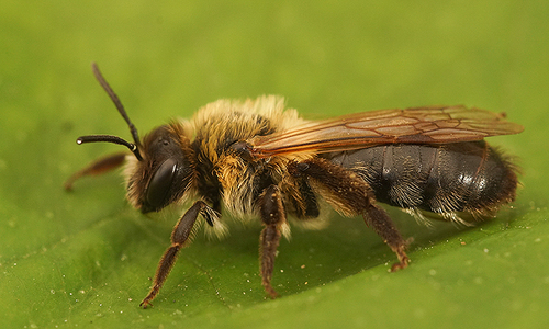 Chocolate Mining Bee