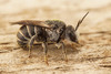 Stelis - Photo (c) Henk Wallays, all rights reserved