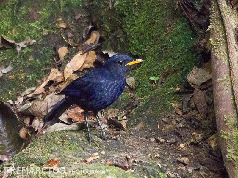 Malayan Whistling-Thrush photo