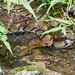 Ocellated Brown Snake - Photo (c) Ben Schweinhart, all rights reserved, uploaded by Ben Schweinhart