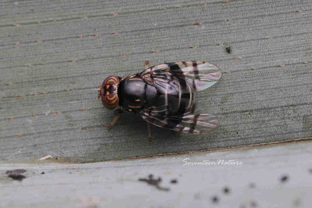 Pterogenia latericia from 中国浙江省杭州市临安区 on June 27, 2021 at 0356 PM by