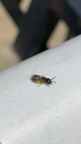 photo of Tansymustard Sweat Bee (Lasioglossum sisymbrii)
