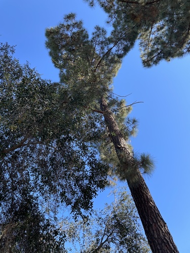 photo of Canary Island Pine (Pinus canariensis)