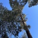 photo of Canary Island Pine (Pinus canariensis)