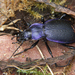 Rough Violet Ground Beetle - Photo (c) Henk Wallays, all rights reserved
