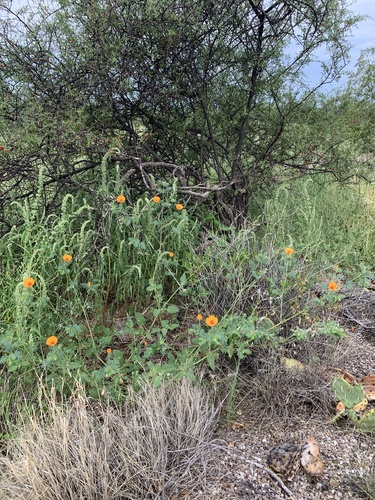 Arizona poppy