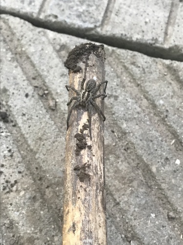 Radiated Wolf Spider