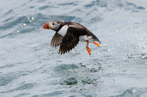 Atlantic Puffin