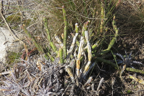 Rhipsalis dissimilis