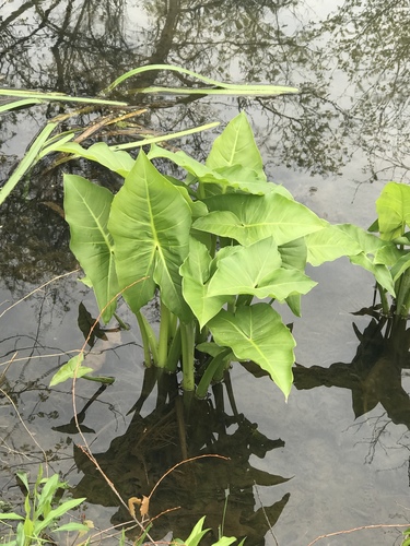 Aroideae nuotrauka