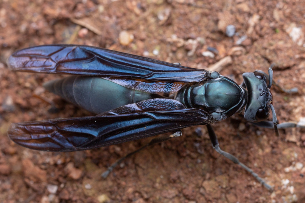 Marimbondo mata cavalo, Marimbondo tatu (Synoeca cyanea) 