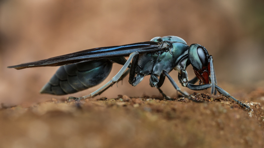 Marimbondo mata cavalo, Marimbondo tatu (Synoeca cyanea) 