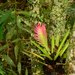 Vriesea erythrodactylon - Photo (c) laurarubiorocha, all rights reserved, uploaded by laurarubiorocha