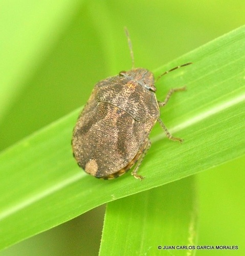 Sphyrocoris obliquus · iNaturalist