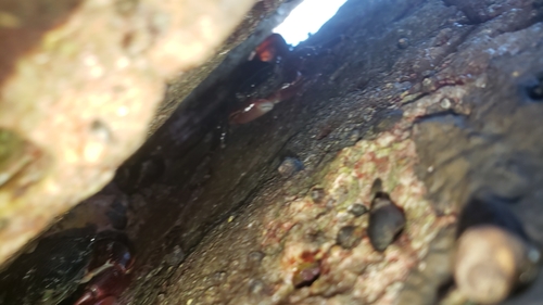 photo of Striped Shore Crab (Pachygrapsus crassipes)