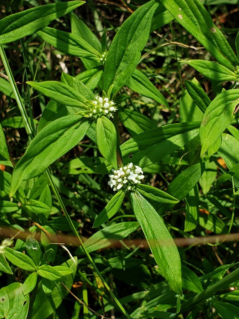 Smooth False Buttonweed from Bryan County, OK, USA on August 9, 2021 at ...