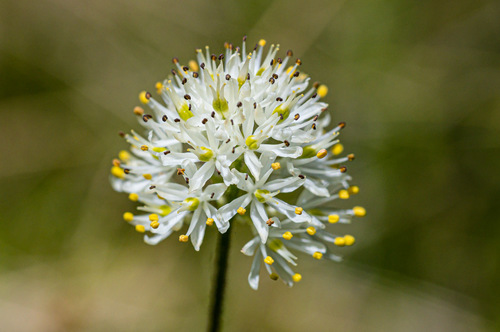 Tofieldiaceae