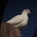 photo of Feral Pigeon (Columba livia domestica)