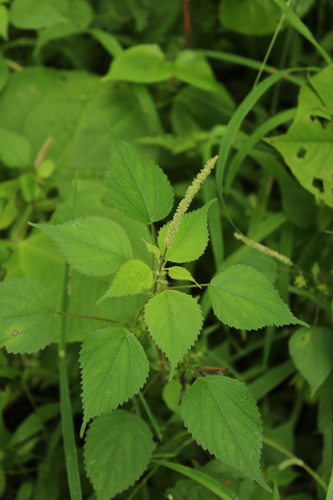 Acalypha pippenii