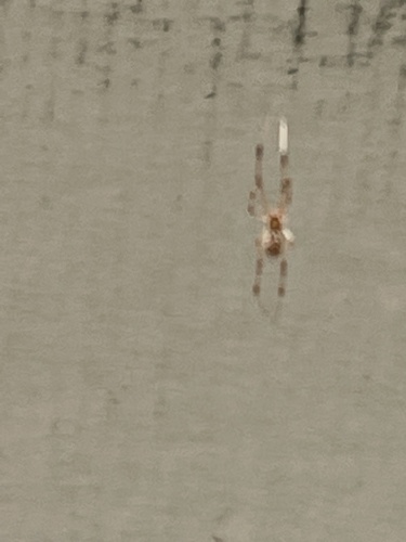 photo of Common House Spider (Parasteatoda tepidariorum)