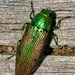 Buprestis langii - Photo (c) drainstamp, all rights reserved