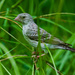White-rumped Seedeater - Photo (c) Brian Kwok, all rights reserved, uploaded by Brian Kwok