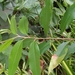 Azara salicifolia - Photo (c) Caro BeNo, all rights reserved, uploaded by Caro BeNo